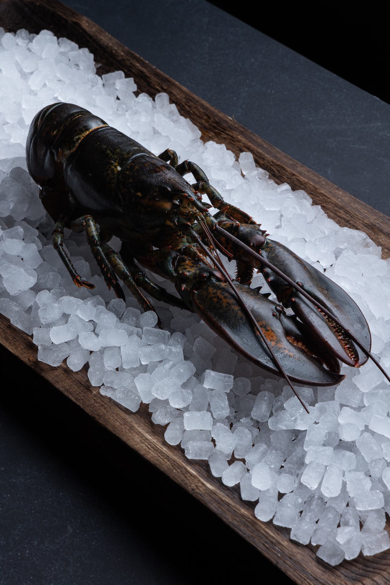LOBSTER